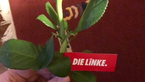 Rosen_zum_Frauentag.jpeg